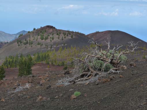 Teneriffa-Wandern-771-Samara-Botja