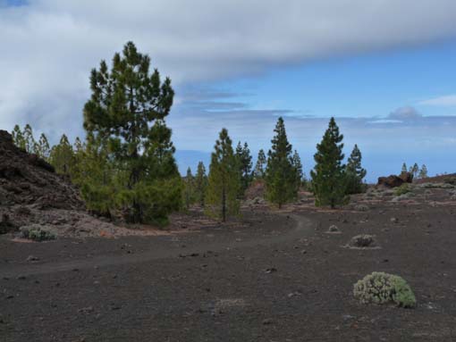 Teneriffa-Wandern-773-Samara-Botja