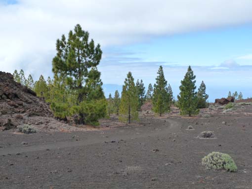 Teneriffa-Wandern-774-Samara-Botja