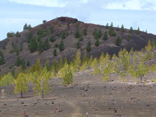 Teneriffa-Wandern-781-Samara-Botja