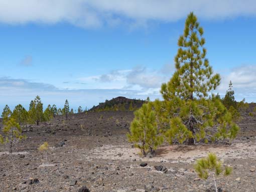 Kiefern, Teneriffa