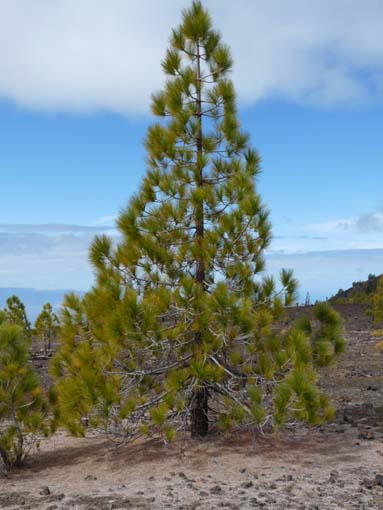 Teneriffa-Wandern-784-Samara-Botja