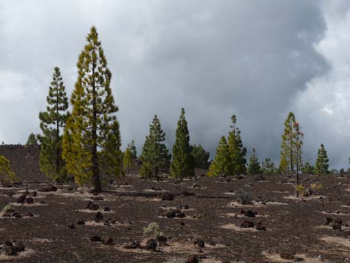 Teneriffa-Wandern-786-Samara-Botja