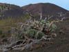 Teneriffa-Wandern-772-Samara-Botja