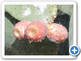 241108_Teneriffa_El_Hierro_010
