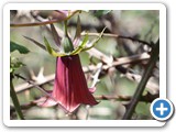 241108_Teneriffa_El_Hierro_023