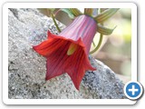 241108_Teneriffa_El_Hierro_024