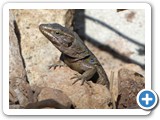 241108_Teneriffa_El_Hierro_035