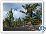 241108_Teneriffa_El_Hierro_242