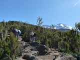 Kilimanjaro-Tansania-13-150