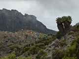 Kilimanjaro-Tansania-13-325