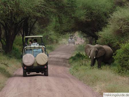 Safari Elefant Ostafrika