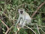 Lake-Manyara-Nationalpark-Tansania-023