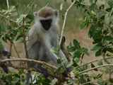 Lake-Manyara-Nationalpark-Tansania-029