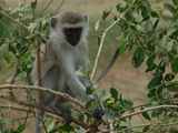 Lake-Manyara-Nationalpark-Tansania-030