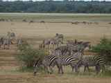Lake-Manyara-Nationalpark-Tansania-032