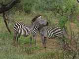 Lake-Manyara-Nationalpark-Tansania-036