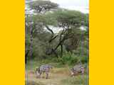Lake-Manyara-Nationalpark-Tansania-037