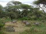 Lake-Manyara-Nationalpark-Tansania-039