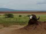 Lake-Manyara-Nationalpark-Tansania-047