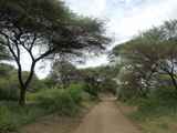 Lake-Manyara-Nationalpark-Tansania-049