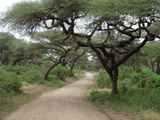 Lake-Manyara-Nationalpark-Tansania-052