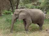 Lake-Manyara-Nationalpark-Tansania-061
