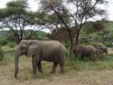 Lake-Manyara-Nationalpark-Tansania-071