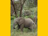 Lake-Manyara-Nationalpark-Tansania-075