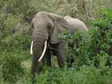 Lake-Manyara-Nationalpark-Tansania-090