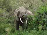 Lake-Manyara-Nationalpark-Tansania-092