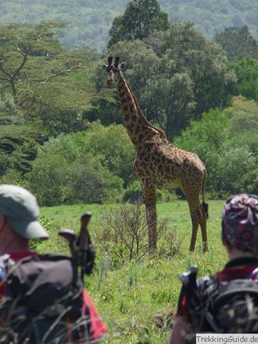 Giraffen am Kilimandscharo