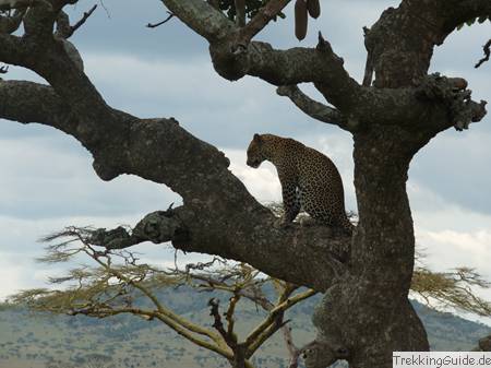 Leopard, Serengeti, Tansania