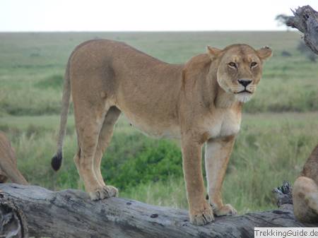 Löwe, Kenia
