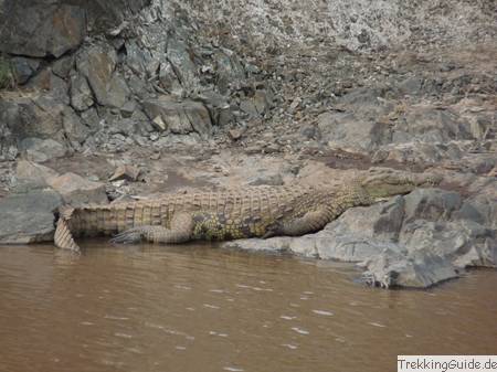 Krokodil, Afrika