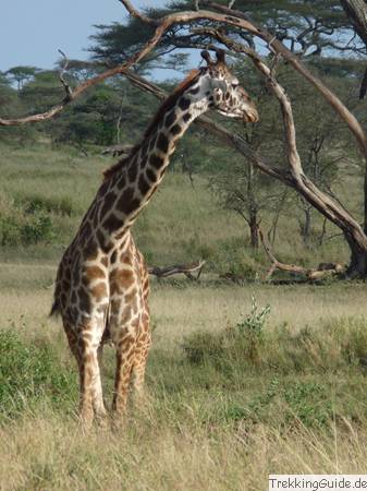 Giraffe, Ostafrika