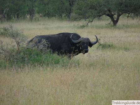 Büffel, Afrika