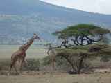 Serengeti-Tansania-004