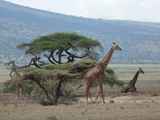 Serengeti-Tansania-005