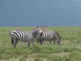Serengeti-Tansania-023