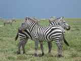 Serengeti-Tansania-024