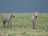 Serengeti-Tansania-028