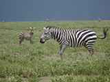 Serengeti-Tansania-029