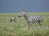 Serengeti-Tansania-030
