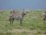 Serengeti-Tansania-031