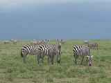 Serengeti-Tansania-032
