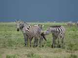 Serengeti-Tansania-033