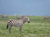 Serengeti-Tansania-034