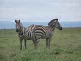 Serengeti-Tansania-035