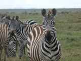 Serengeti-Tansania-036